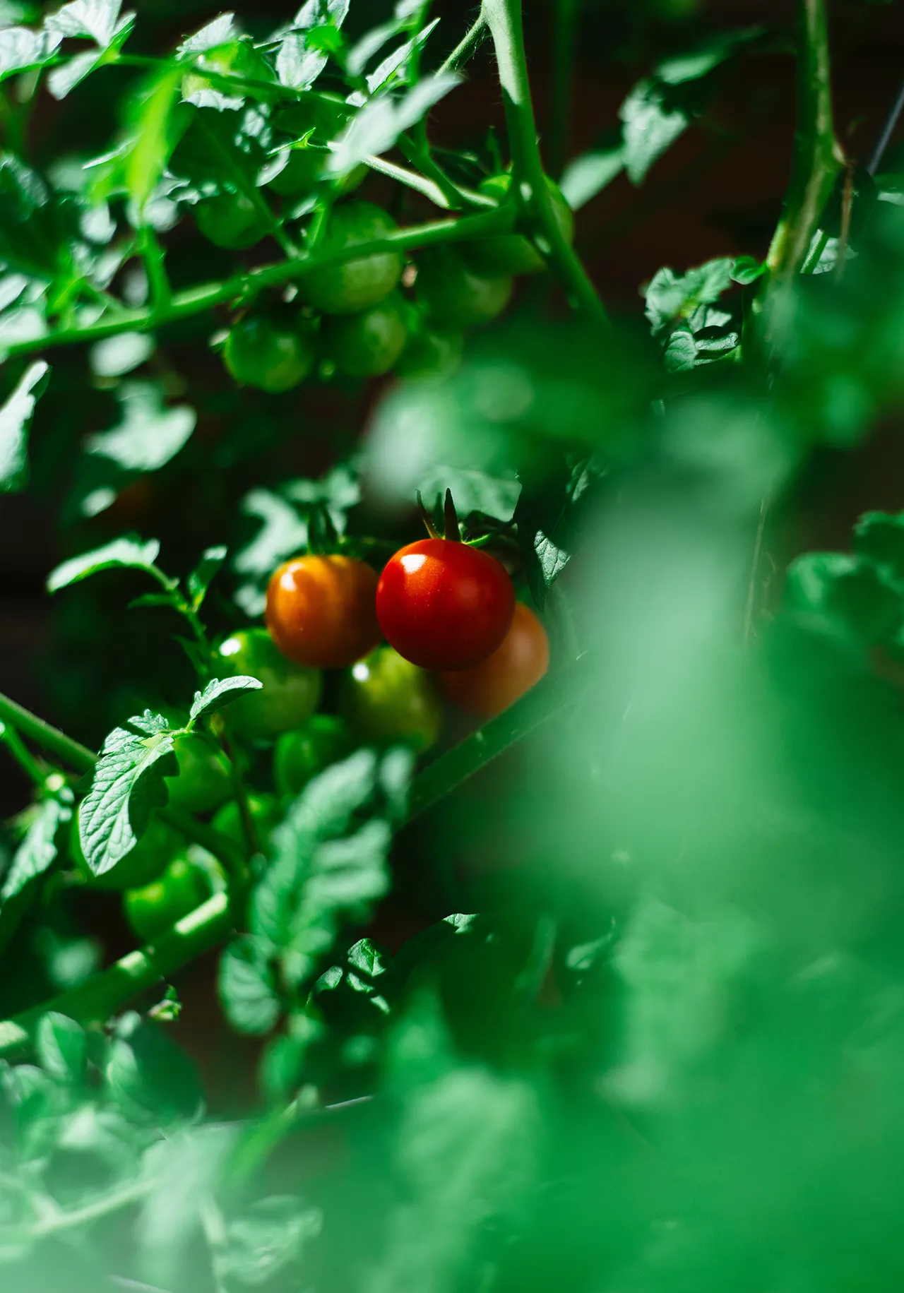 tomates en la tomatera