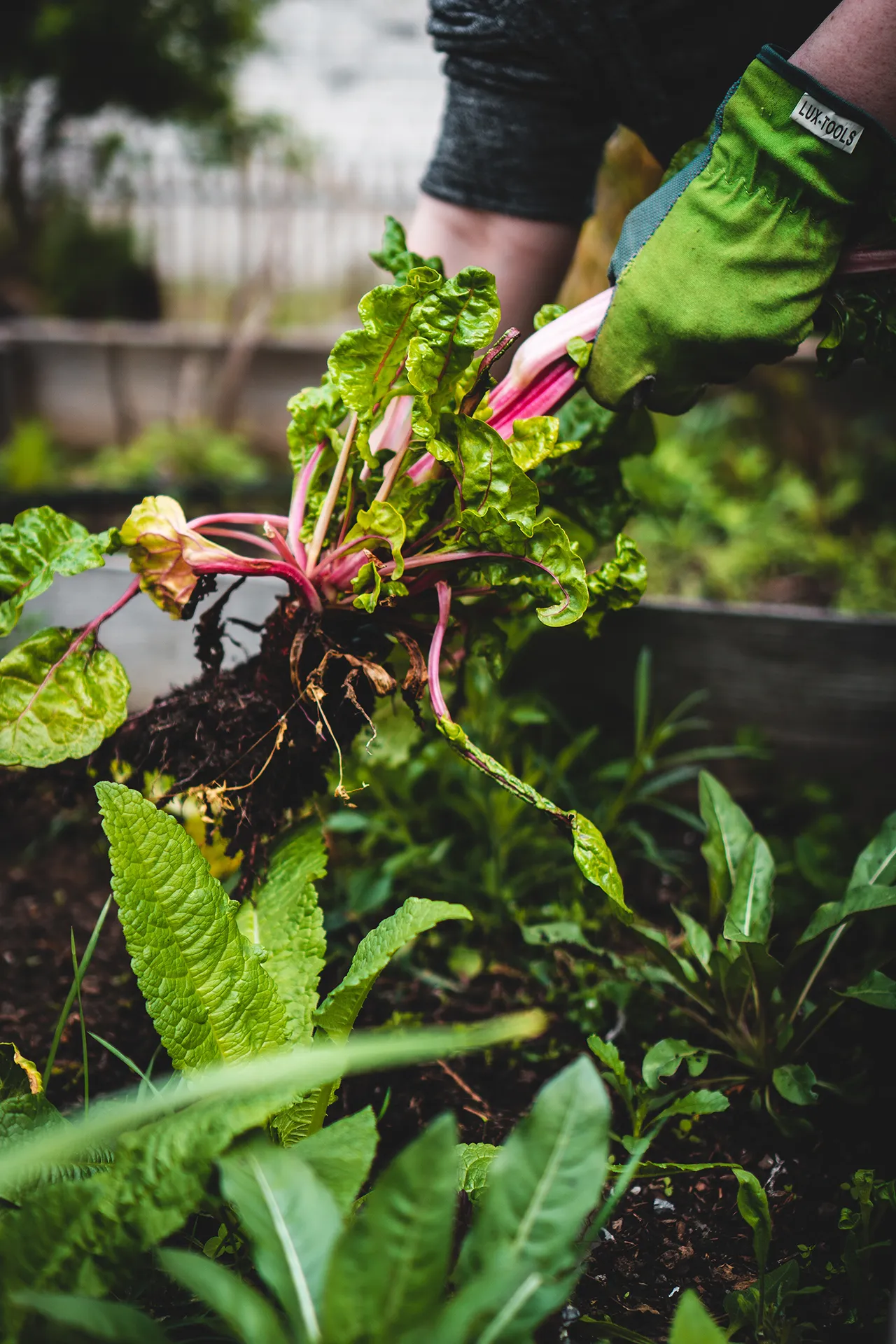agricultor recolectando lechugas