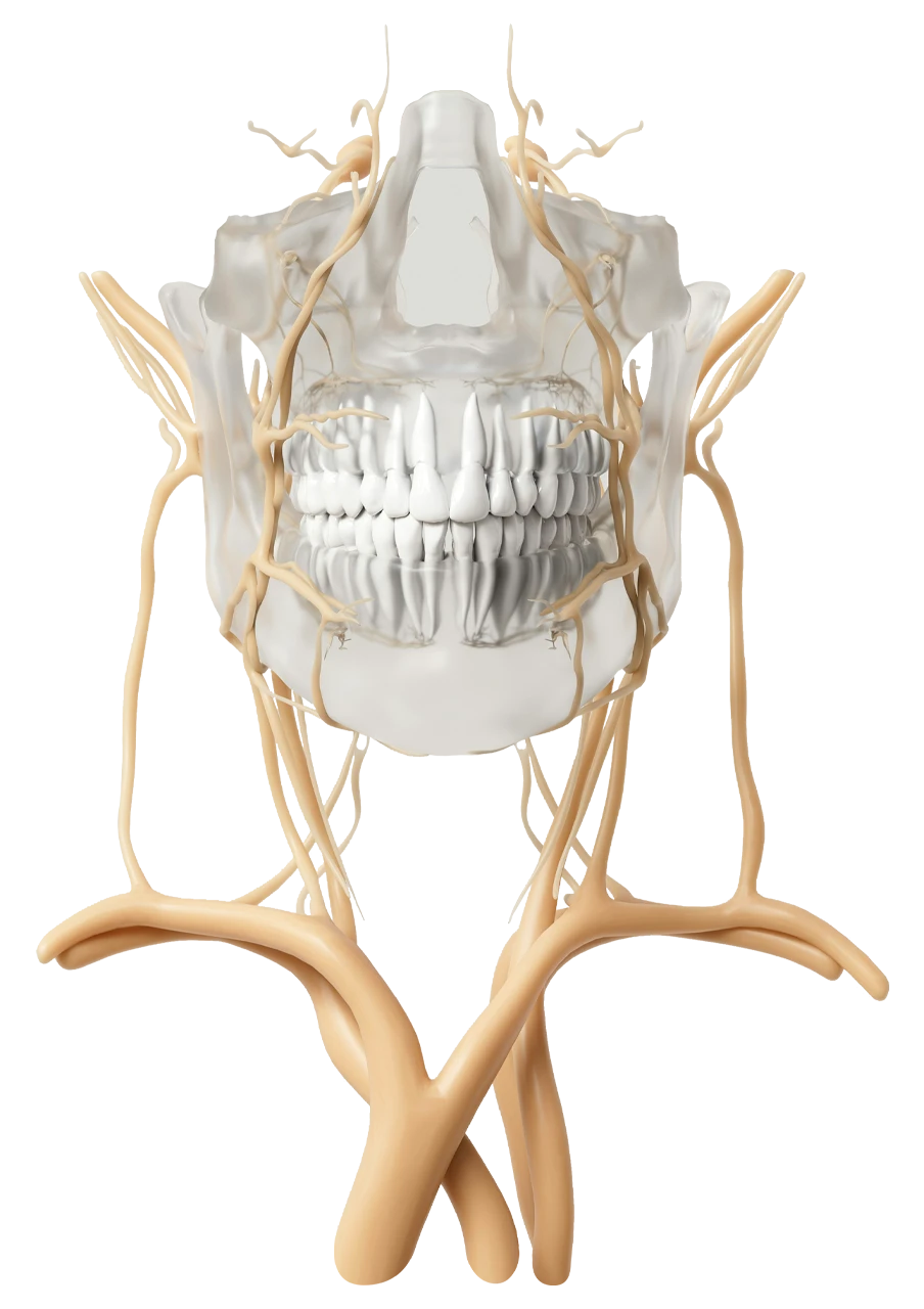 conexion temporomandibular